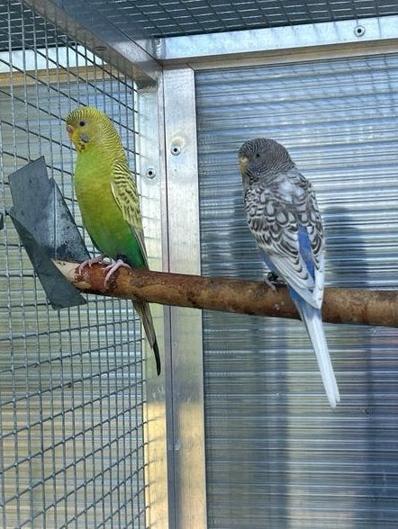Perruches fines en jachère, Animaux & Accessoires, Oiseaux | Perruches & Perroquets, Plusieurs animaux, Perruche, Bagué
