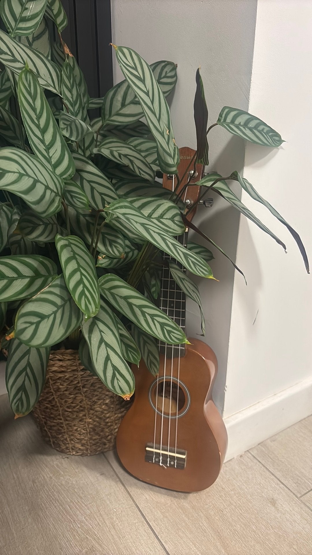 Ukulele, Ophalen
