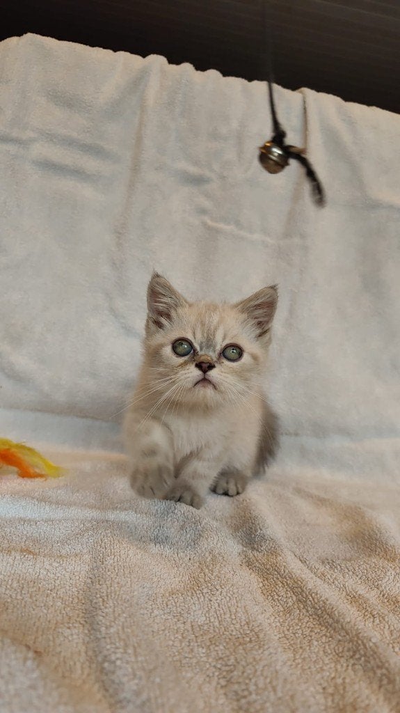 exotic kittens, Dieren en Toebehoren, Katten en Kittens | Raskatten | Korthaar, Kater, Gechipt, 0 tot 2 jaar
