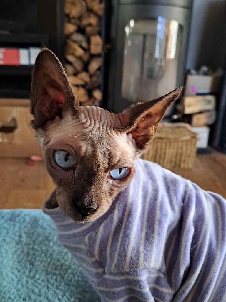 Zachtaardige sphynx kattin, Poes, Gechipt, 3 tot 5 jaar