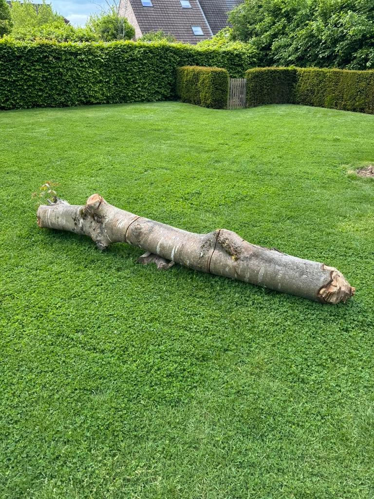 Tronc de noyer gratuit, Enlèvement ou Envoi, Autres essences de bois, Troncs d'arbres