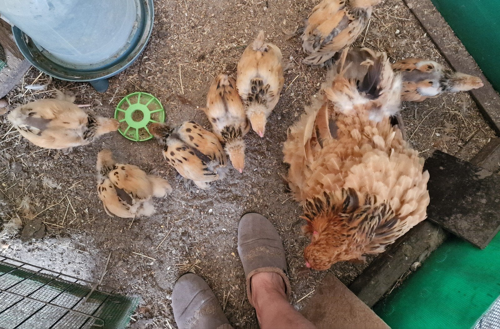 5 jonge brahma haantjes van 5 weken oud gratis, Dieren en Toebehoren, Pluimvee, Mannelijk