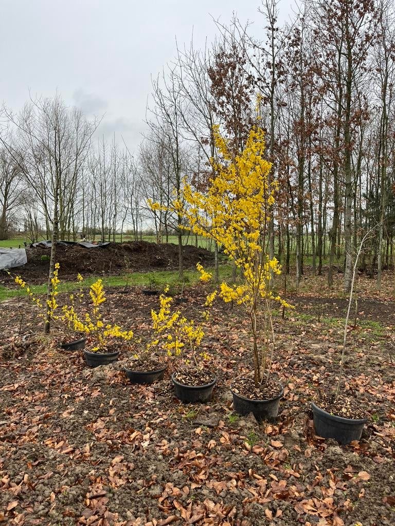 Forsythia, Tuin en Terras, Ophalen