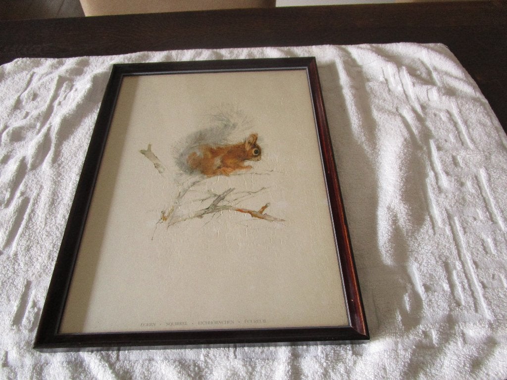 kader Eekhoorn, Achter glas, Ophalen of Verzenden, Zo goed als nieuw, Glas