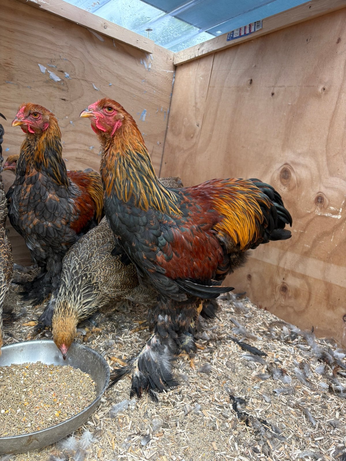 Jonge Brahma hanen, Dieren en Toebehoren