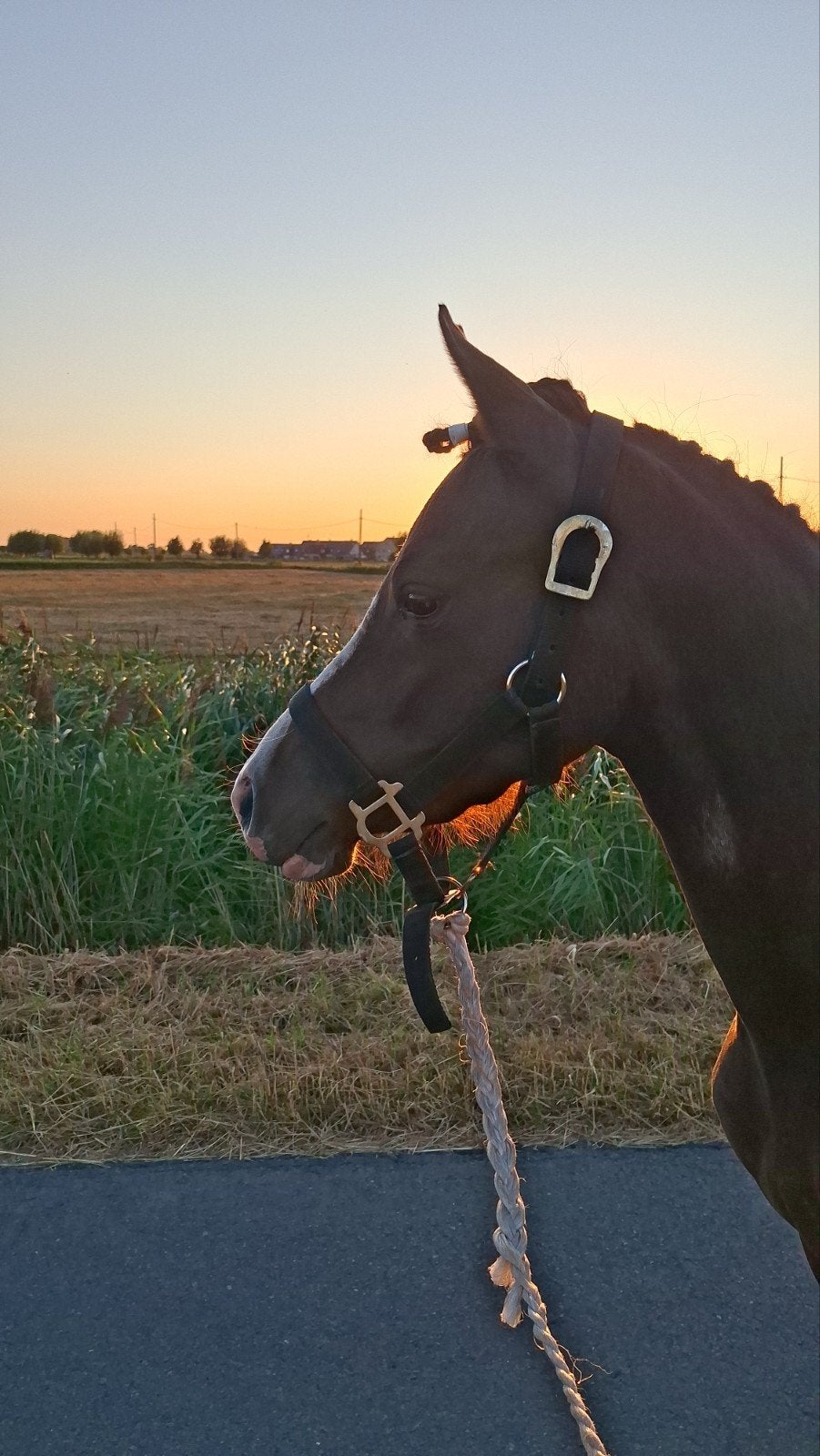 pony spullen gezocht, Dieren en Toebehoren