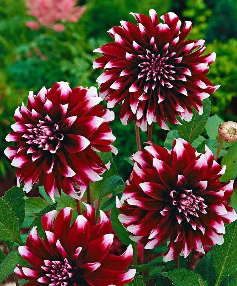 Dahlia Decorative Duet, Ophalen, Zomer, Vaste plant, Volle zon