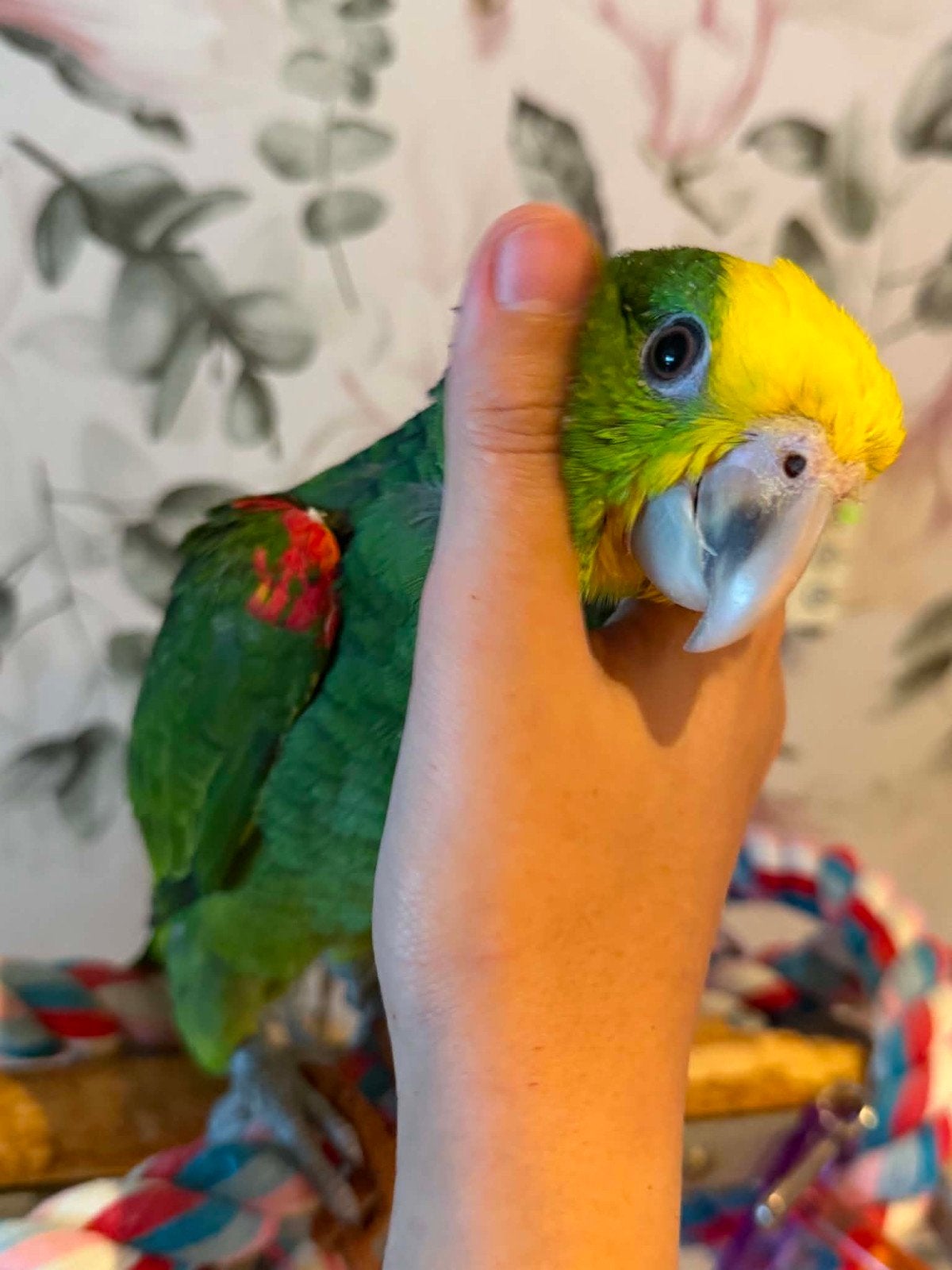 Handtam dubbele geelkop amazone baby oratrix, Femelle, Perroquet, Parleur