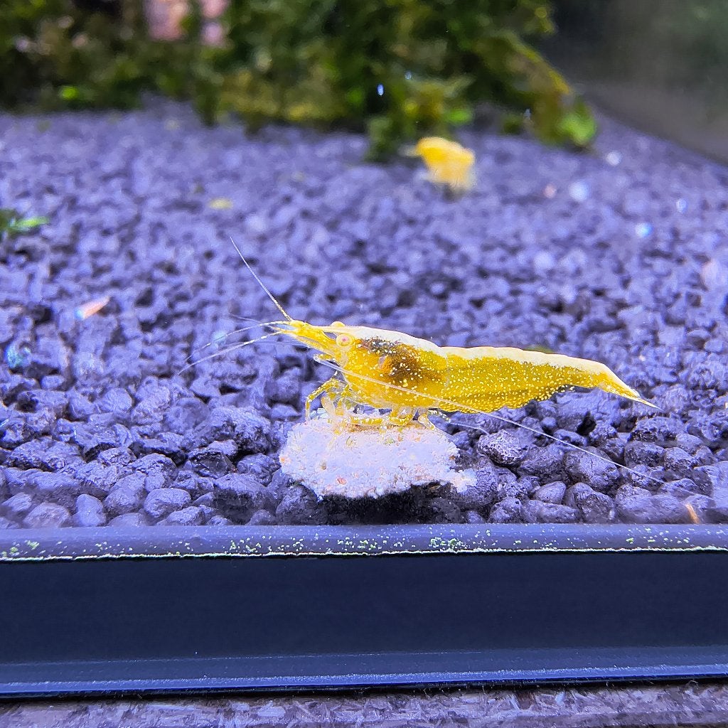 Yellow Backline Golden Eye, Dieren en Toebehoren, Kreeft, Krab of Garnaal, Zoetwatervis