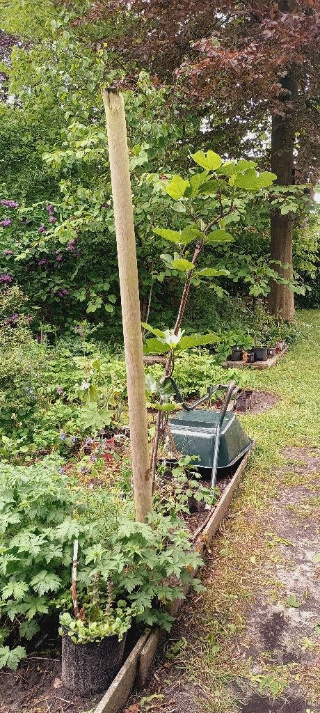 vijgenboom 3 stuks, Tuin en Terras, Planten | Fruitbomen, Ophalen, Vijgenboom
