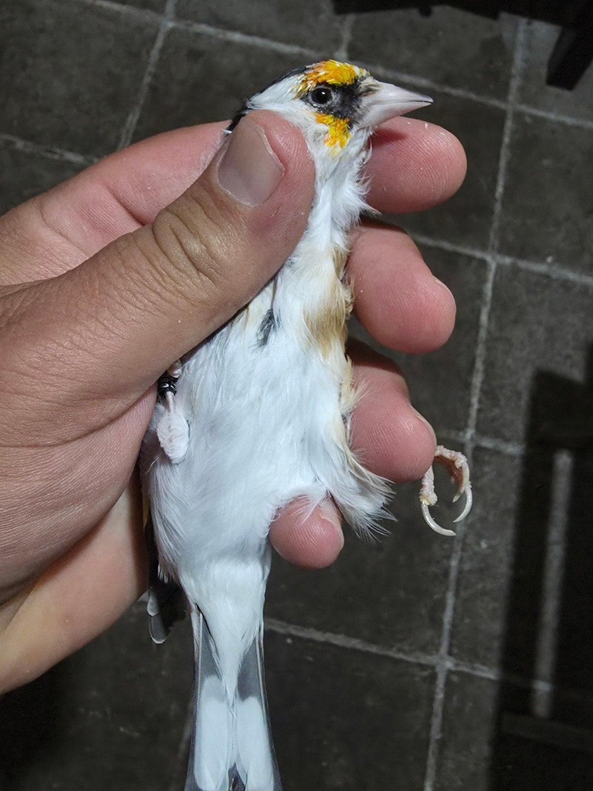 Putter vogel man, Dieren en Toebehoren