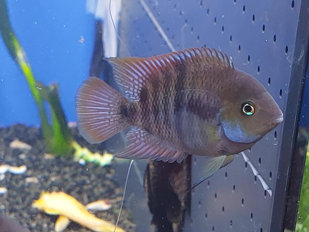 Opruiming volwassen cichliden amerikaans+ afrikaanse rivier, Poisson, Poisson d'eau douce