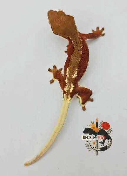 Correlophus ciliatus femelle, Dieren en Toebehoren, Ophalen, Nieuw, Overige typen