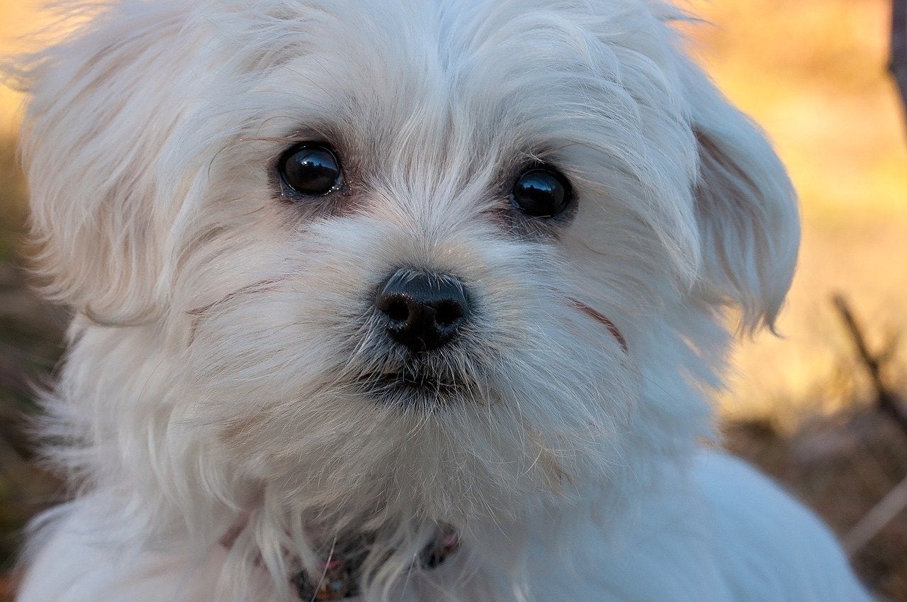 Maltezer dekreu gezocht, Animaux & Accessoires, Chiens | Chihuahuas & Chiens de compagnie, 3 à 5 ans, Particulier, Chien (mâle)