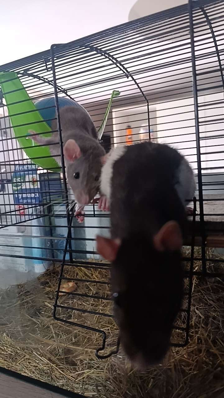 Ratten dames, Dieren en Toebehoren, Knaagdieren, Rat, Vrouwelijk, Mei, Tam