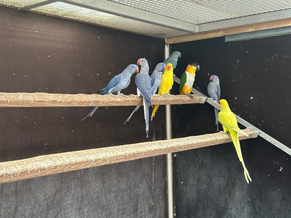 2 koppels Halsbanders, Plusieurs animaux, Perruche