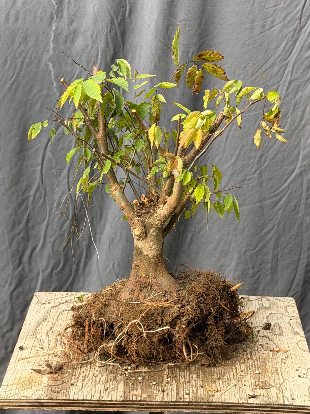 Bonsai; Zelkova startplant, Ophalen of Verzenden, Winter