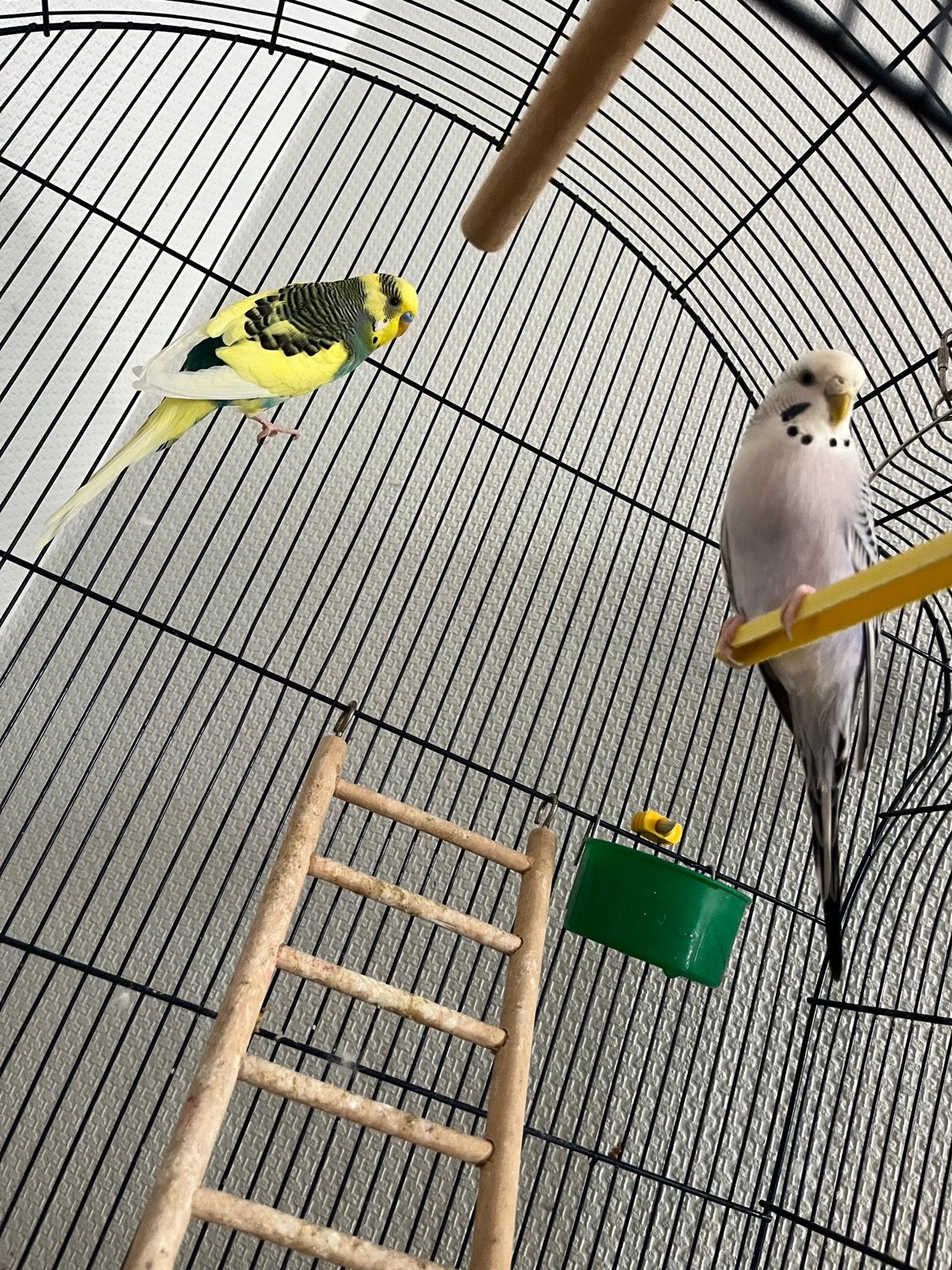 Vogels, Dieren en Toebehoren