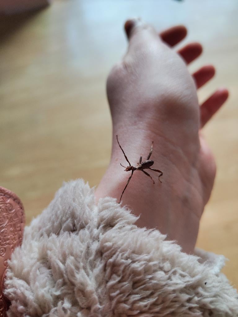 Australische flappentakken nymfen, Dieren en Toebehoren, Insecten en Spinnen, Wandelende tak