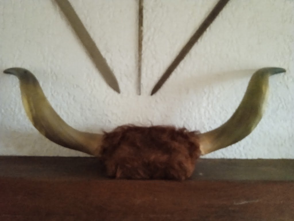 Cornes de vache pour accrocher sur un mur ou à poser, Ophalen, Gebruikt