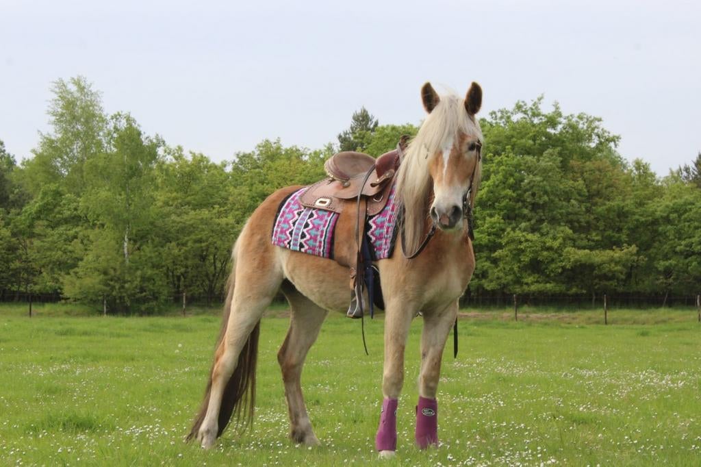 3jarige Haflinger merrie, Dieren en Toebehoren, Merrie, Minder dan 160 cm, Met stamboom, Zadelmak