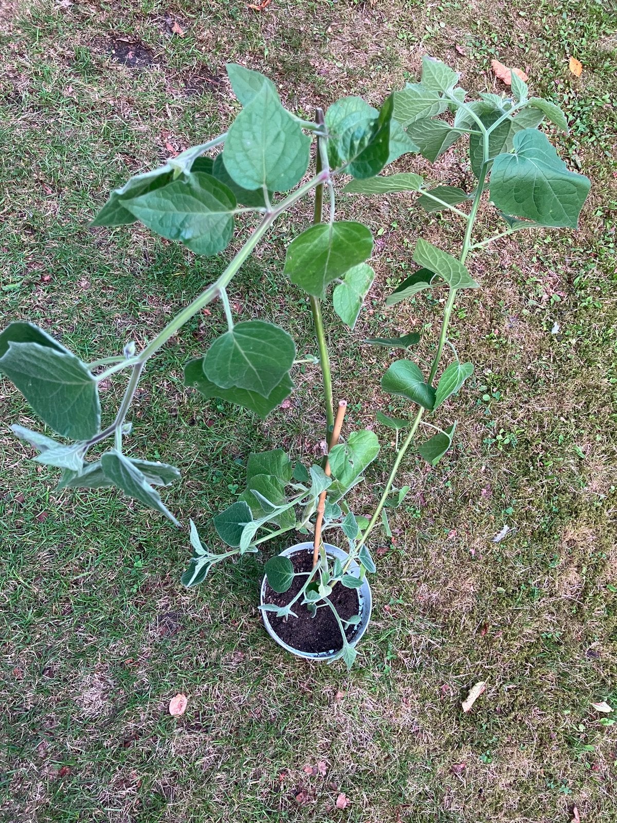 Physalis (ananaskers) in pot, Enlèvement, Arbuste, Moins de 100 cm