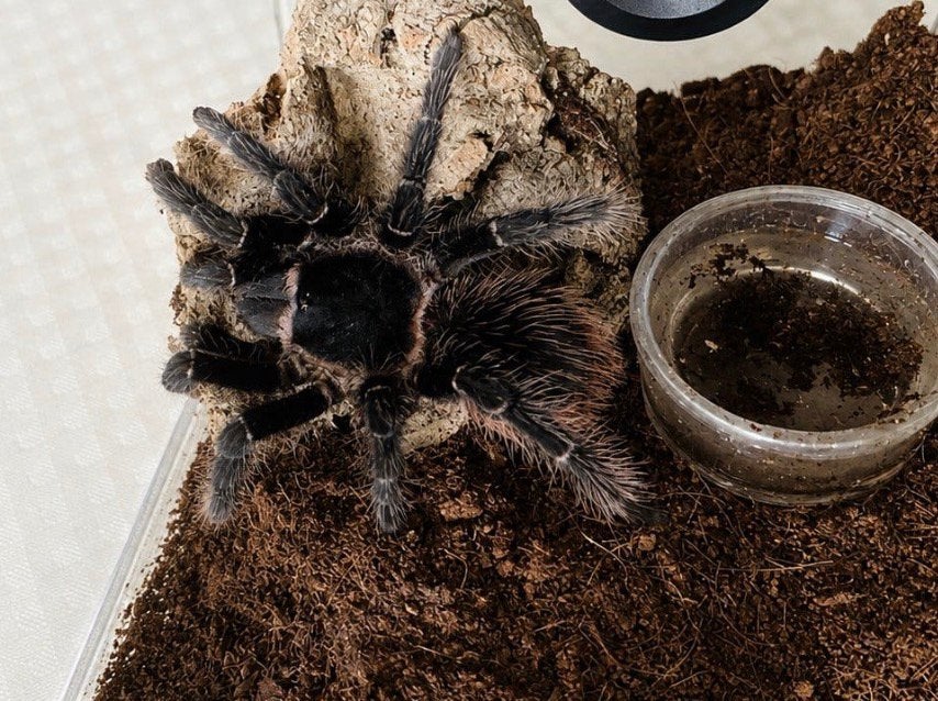 Lasiodora parahybana (Oiseau rose saumon), Araignée ou Scorpion