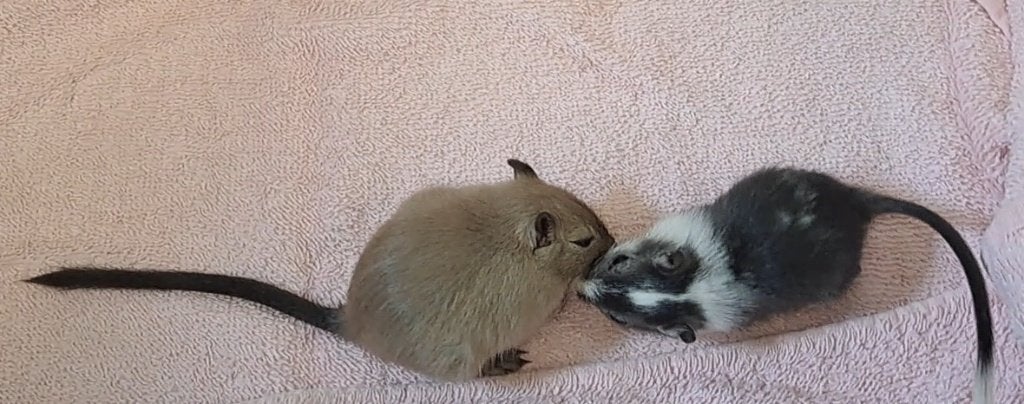 Jonge Mongoolse gerbils, Animaux & Accessoires, Août, Mâle, Domestique, Autres types