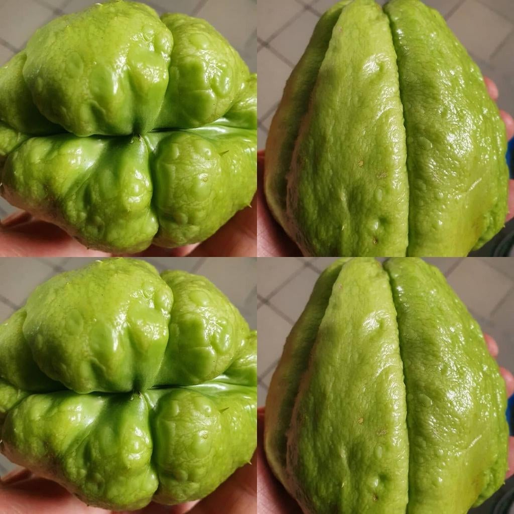 Jonge plantjes: tomaat,chili,paprika, Enlèvement