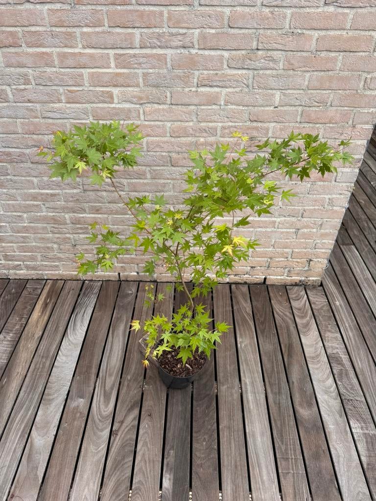 Japanse Esdoorn “ Acer Palmatum “, Tuin en Terras, Planten | Bomen, Overige soorten, Minder dan 100 cm, Volle zon, Lente, In pot