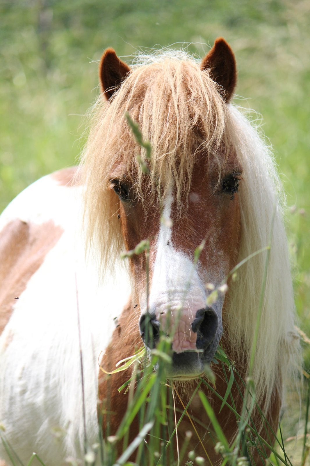Zeer lieve vosbonte merrie, Dieren en Toebehoren, Merrie, Niet van toepassing, A pony (tot 1.17m), Gechipt