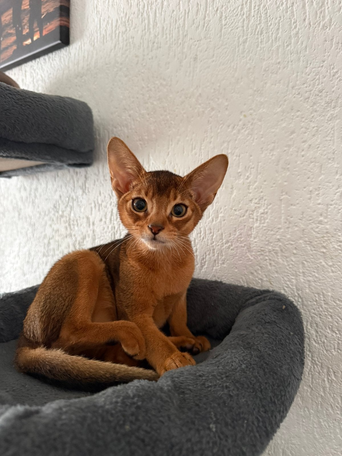 PRACHTIG ABESSIJNS KITTENS, Chatte ou Chat, Avec pedigree, 0 à 2 ans