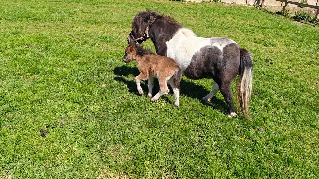 Mini Shetland veulen, Hengst