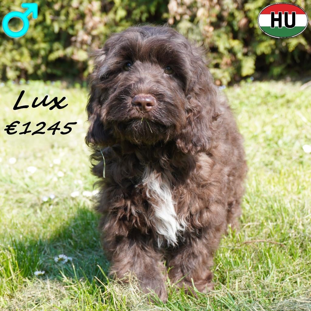 Lux, mâle Cockapoo couleur chocolat- cherche un doux foyer, 15 semaines à 1 an, Chien (mâle), Hépatite contagieuse (maladie de Rubarth)