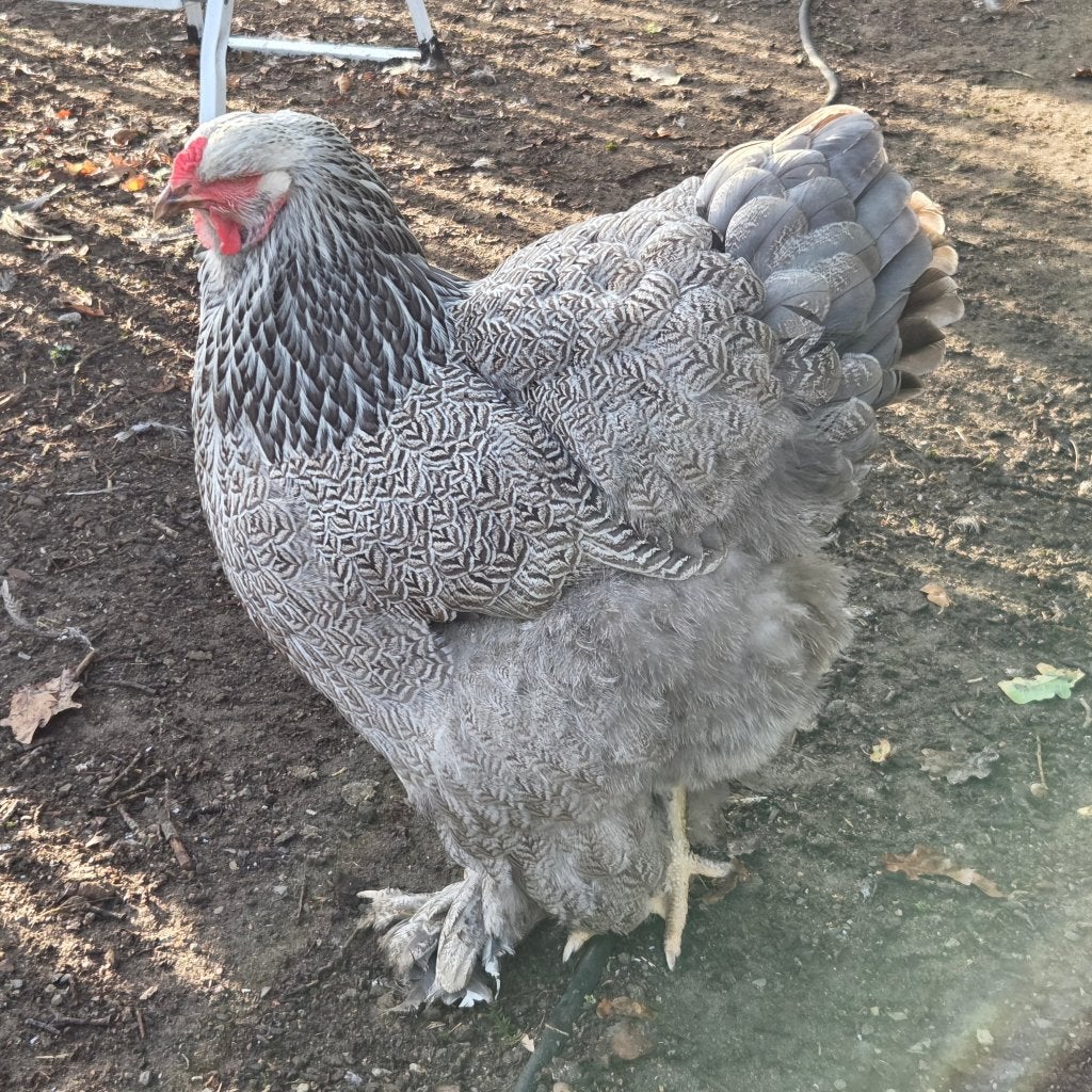 Brahma blauw zilverpatrijs hen, Femelle, Poule ou poulet