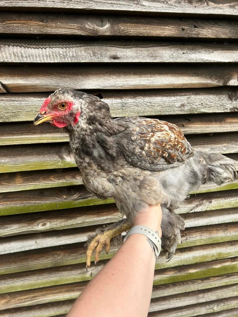 Jonge haantjes, Dieren en Toebehoren, Mannelijk, Kip