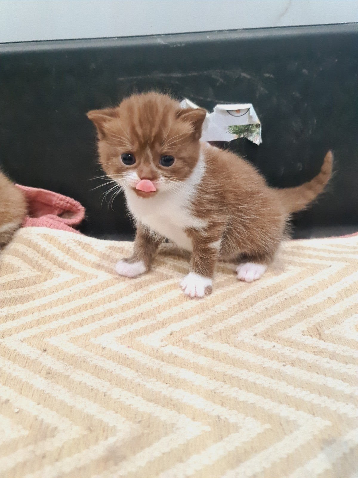 Brits korhaar kittens / 3 katerjes, Plusieurs animaux, Avec pedigree, 0 à 2 ans