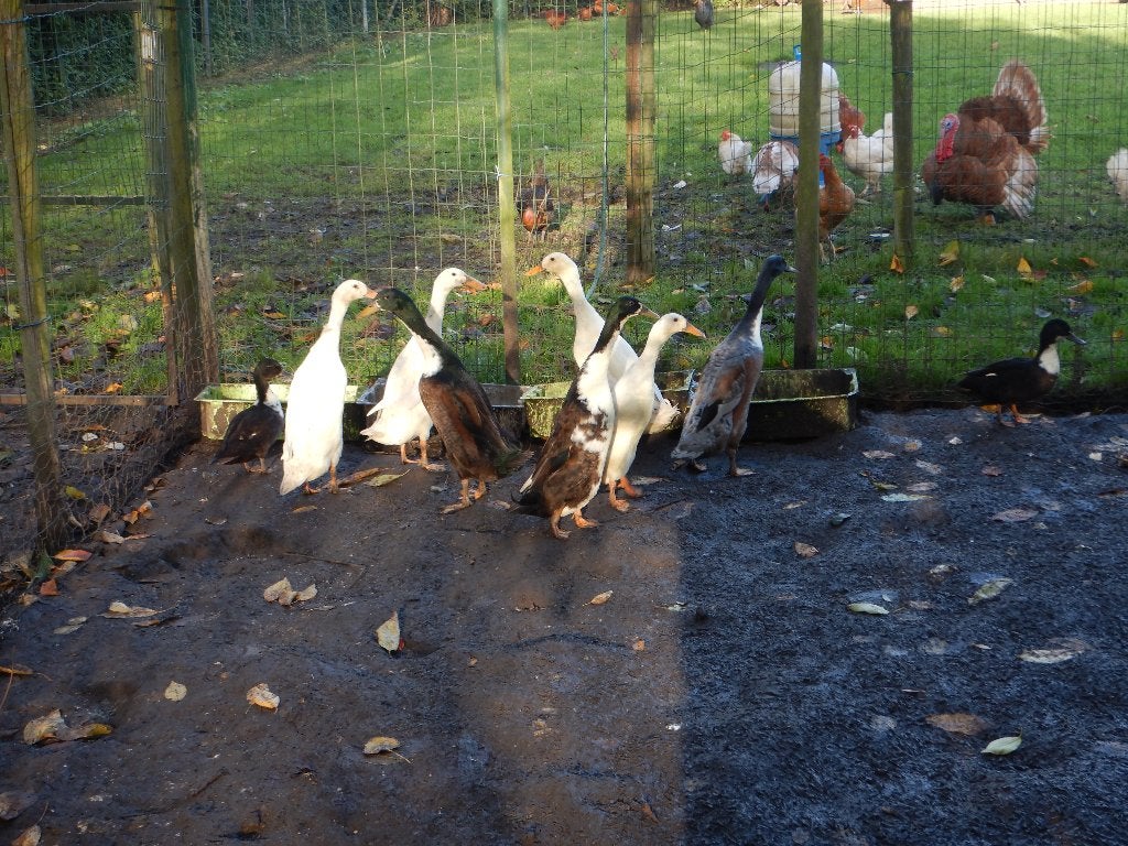 te koop loopeendjes, Dieren en Toebehoren, Meerdere dieren, Eend