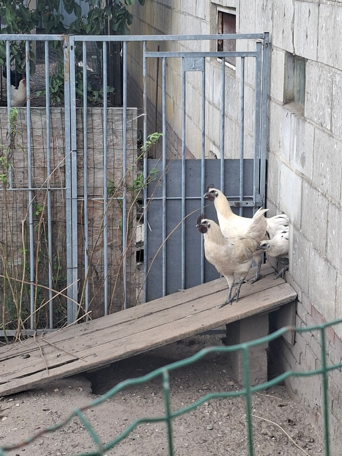 witte hanen, Dieren en Toebehoren, Mannelijk, Kip