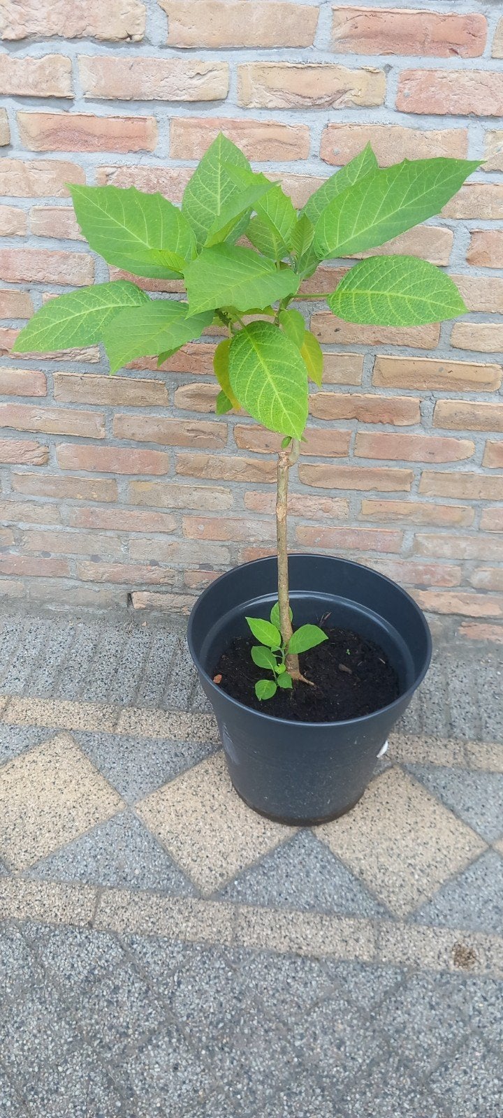Brugmansia Engelentrompet Datura geel, 80 en 90 cm, Enlèvement, Moins de 100 cm, Plein soleil, Été
