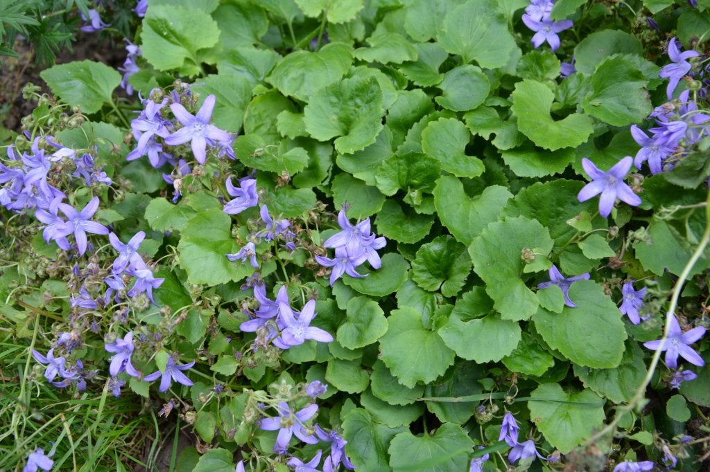 Campanula, Tuin en Terras, Ophalen, Bodembedekkers, Vaste plant, Halfschaduw