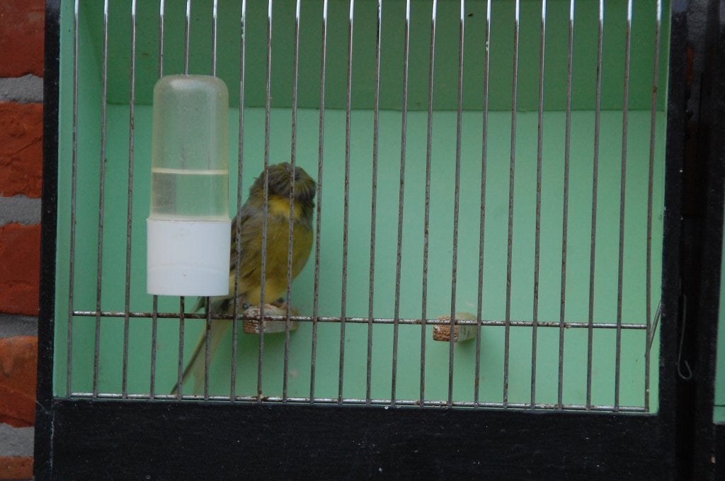 gloster kanarie, Dieren en Toebehoren