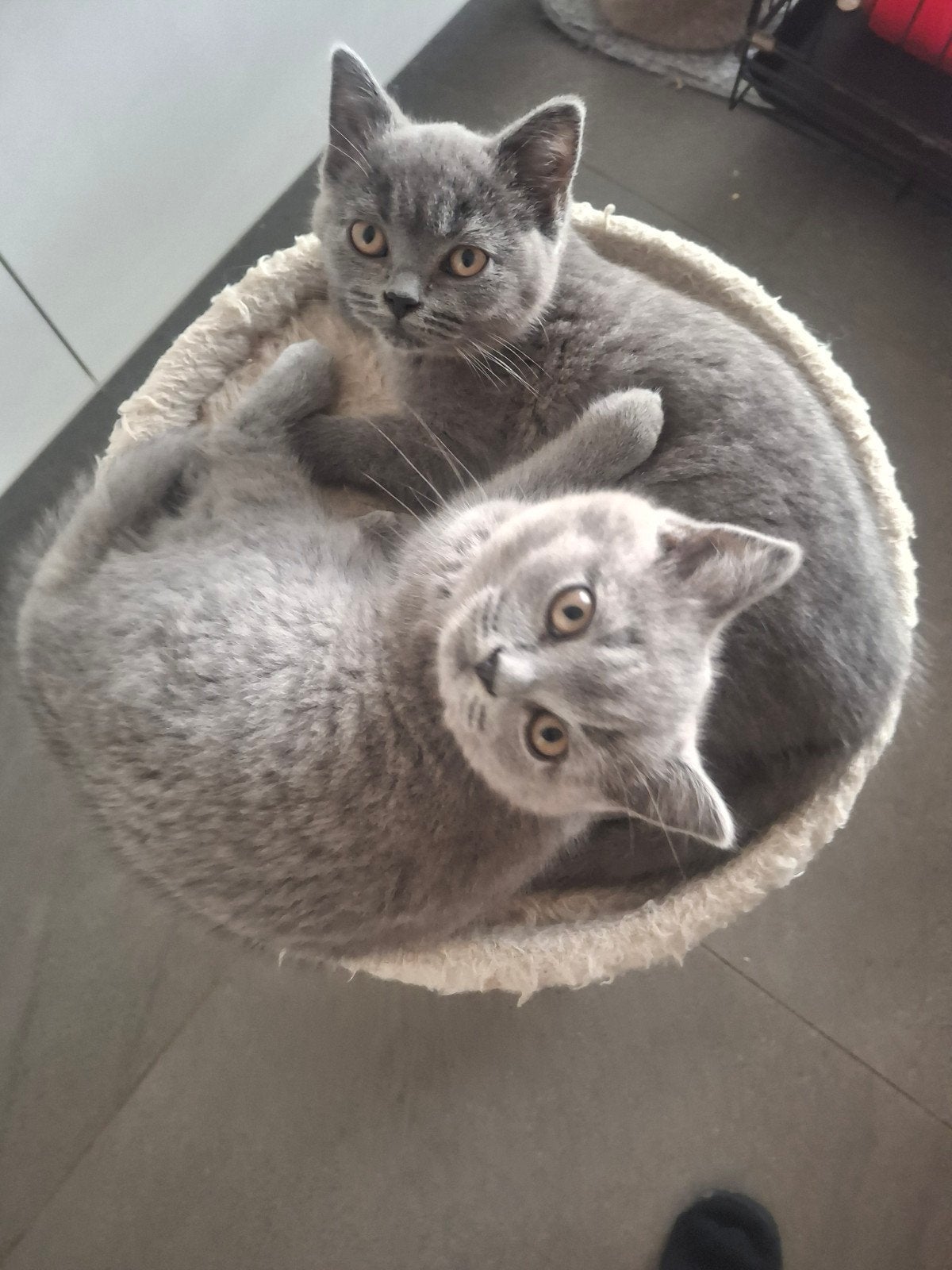 Brits korthaar kittens, Chat, Avec puce électronique, 0 à 2 ans