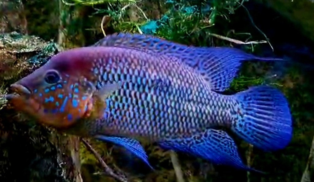 Kronoheros Umbriferus Magdalena, Dieren en Toebehoren, Vis, Zoetwatervis
