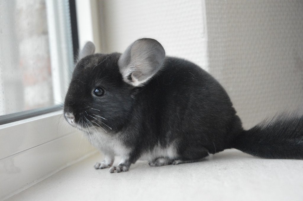 chinchilla verschillende jonge vrouwtjes direct beschikbaar, Animaux & Accessoires, Chinchilla, Domestique, Juillet, Femelle