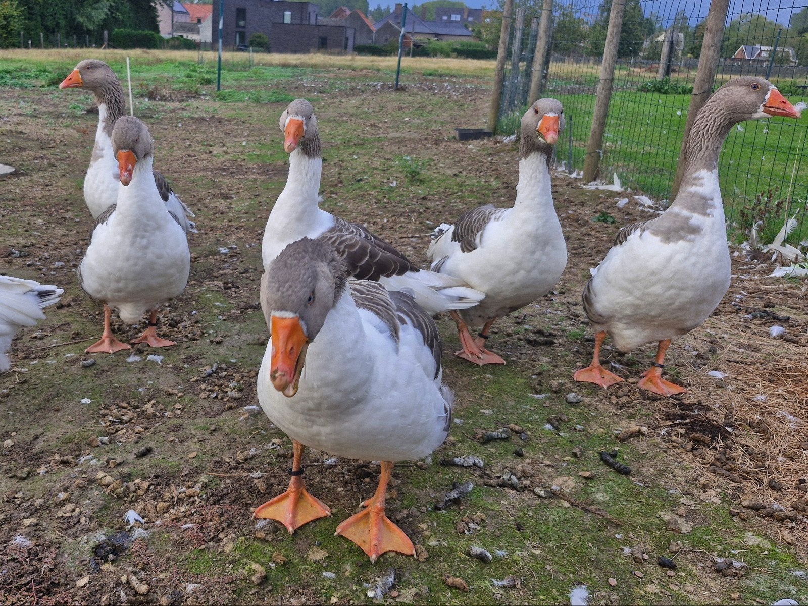 Vlaamse gans vrouwtje
