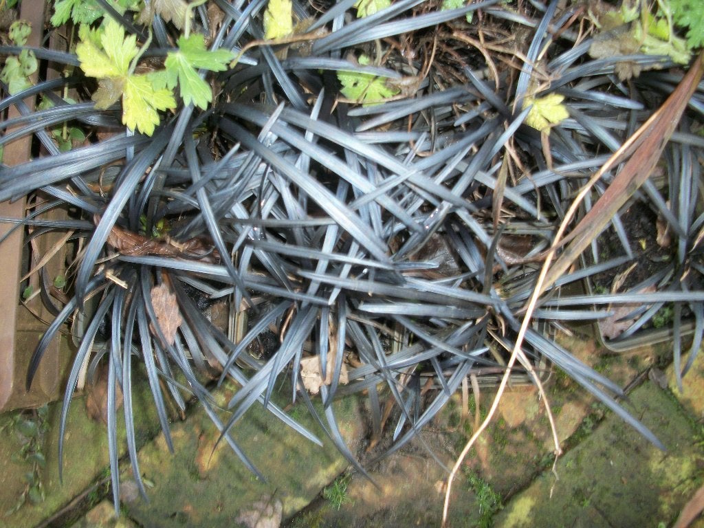Ophiopogon planiscarpus nigrescens of zwart gras en andere, Ophalen, Volle zon, Vaste plant, Siergrassen