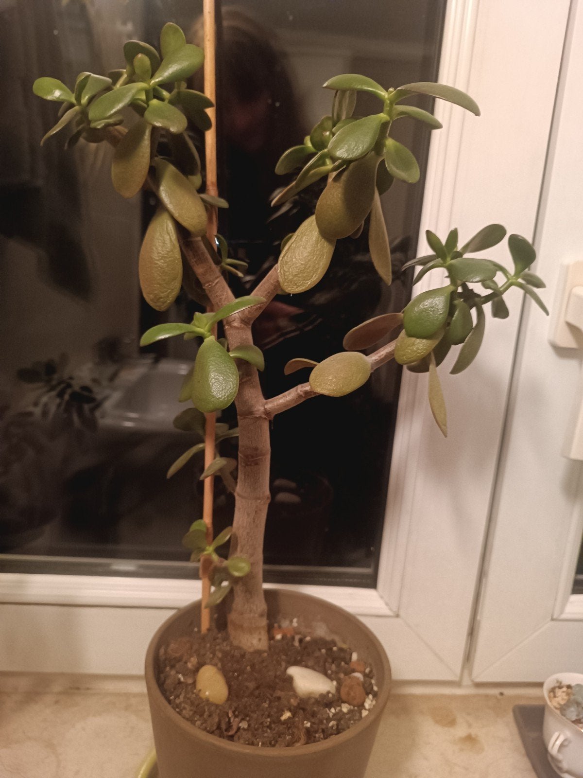 jade plant crassula ovata, Maison & Meubles, Plante succulente, En pot, Plein soleil, Moins de 100 cm