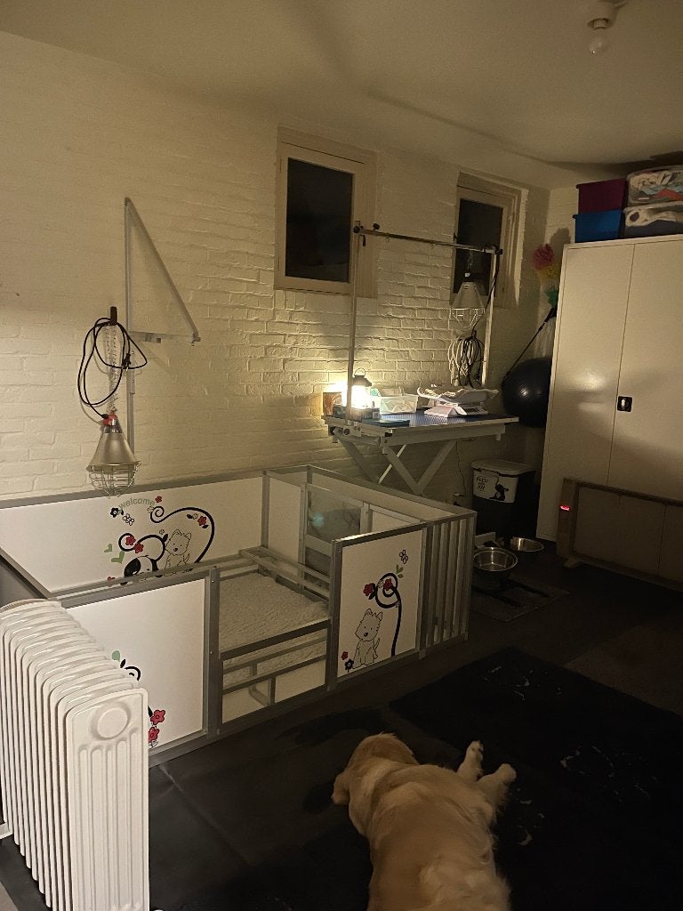 Luxe Werpbak voor honden met toebehoren, Dieren en Toebehoren, Ophalen, Zo goed als nieuw, Werpkist