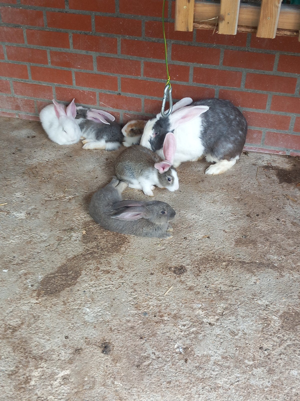 Raszuivere Duitse reuzen, Plusieurs animaux, Grand, 0 à 2 ans
